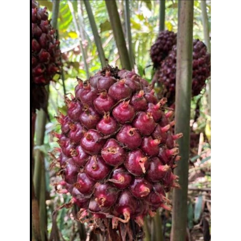 

honjelaka merah unggulan segar fresh