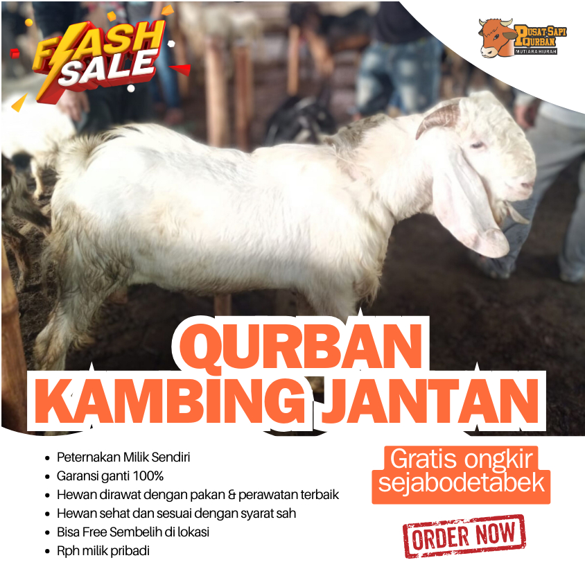 QURBAN - Kambing Jantan Qurban Free Ongkir jabodetabek