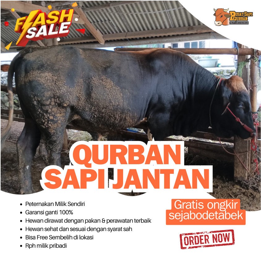 

Qurban Sapi Bali Madura, Simental, PO, Limosin | Jabodetabek