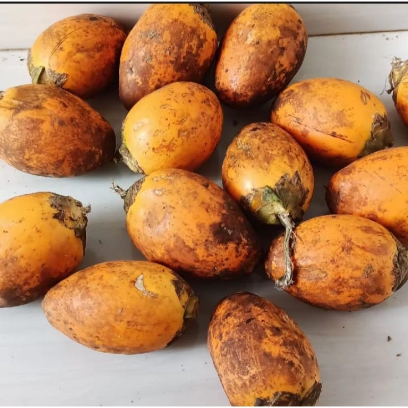 

buah pinang tua/jambe segar kualitas terbaik 1kg