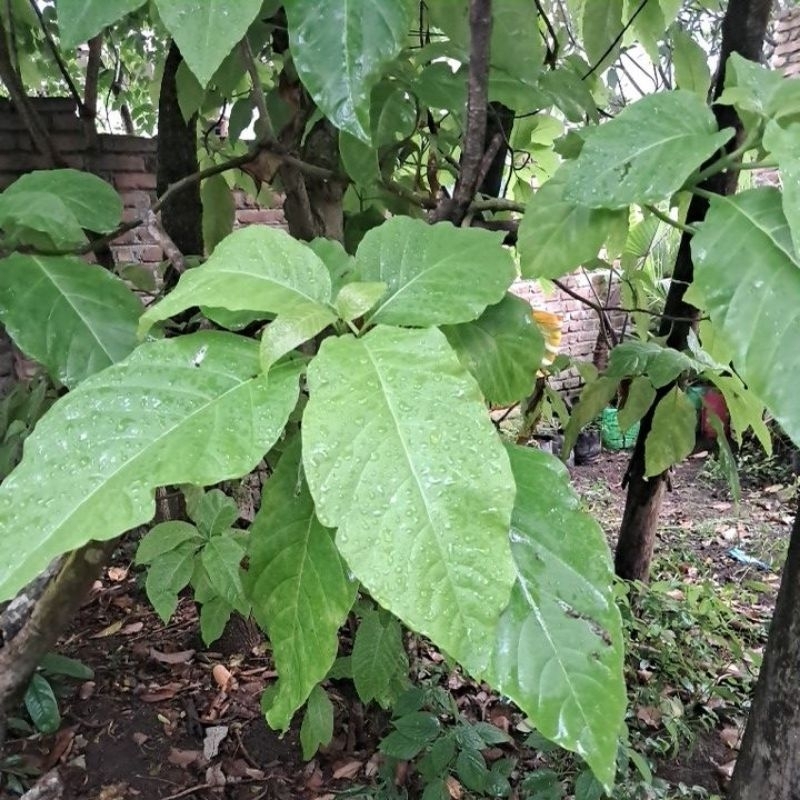 

daun kol banda