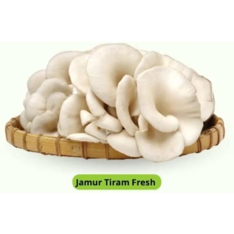 

jamur tiram