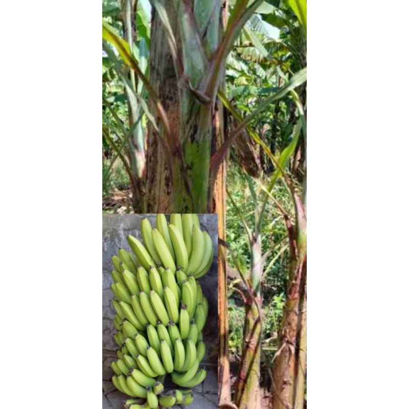 bibit pisang Ambon kuning/warangan original