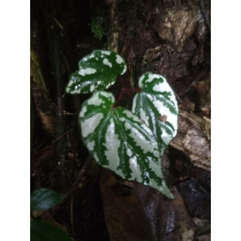 begonia sp silver