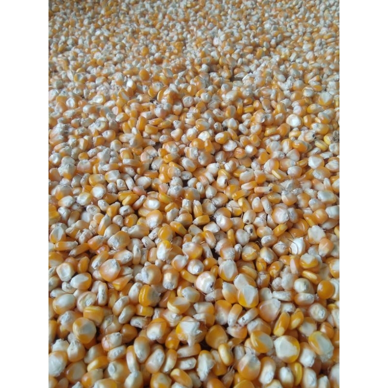 JAGUNG PIPIL KERING | JAGUNG PAKAN TERNAK | JAGUNG BAHAN MAKANAN