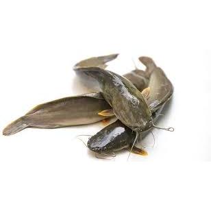 

Ikan Lele 250gr Fresh dan Segar Premium Instan Surabaya