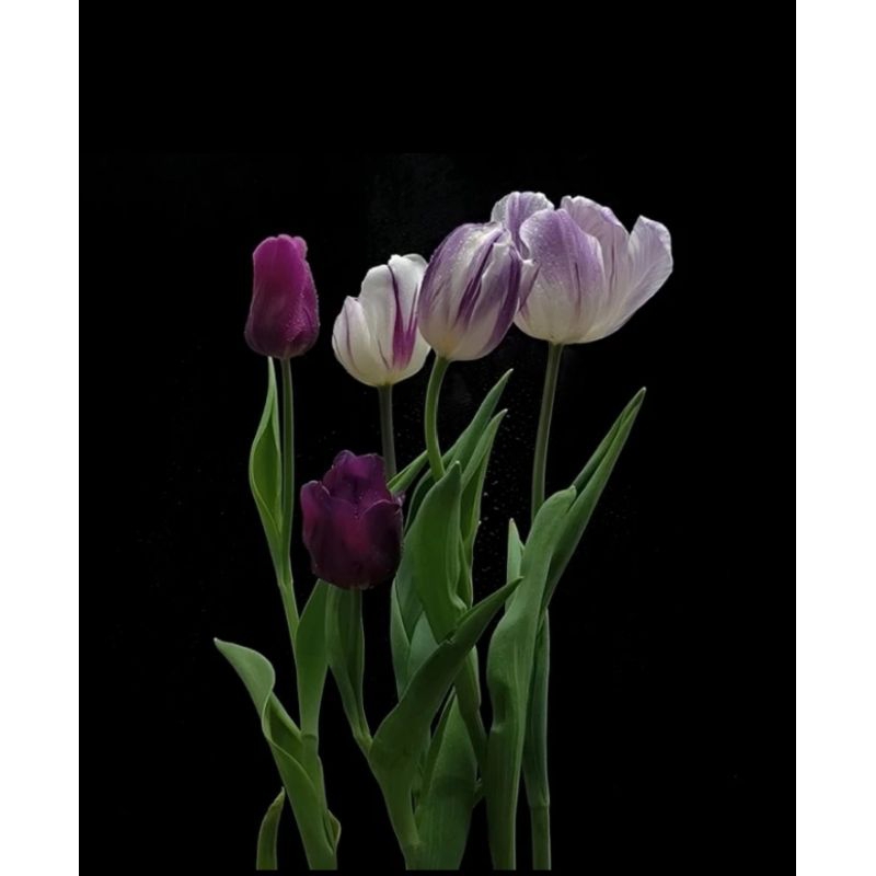 

paket umbi tulip triumph mix isi 5