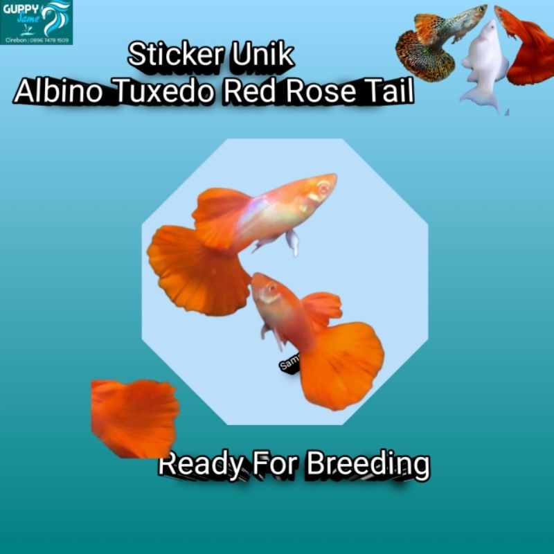 PROMO STICKER UNIK ALBINO TUXEDO RED ROSE TAIL