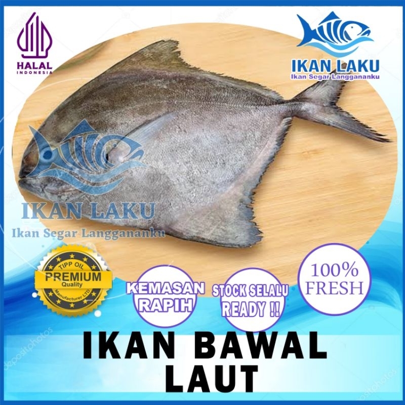 

IKAN BAWAL LAUT HITAM PREMIUM FRESH TERMURAH BERGARANSI IKAN LAKU IKAN SEGAR IKAN BEKU