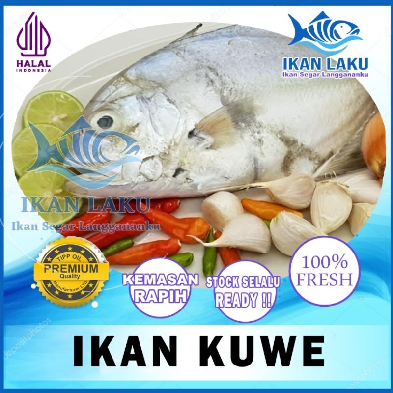

IKAN KUWE BESAR | KUWE KECIL PREMIUM FRESH TERMURAH BERGARANSI IKAN LAKU IKAN SEGAR IKAN BEKU