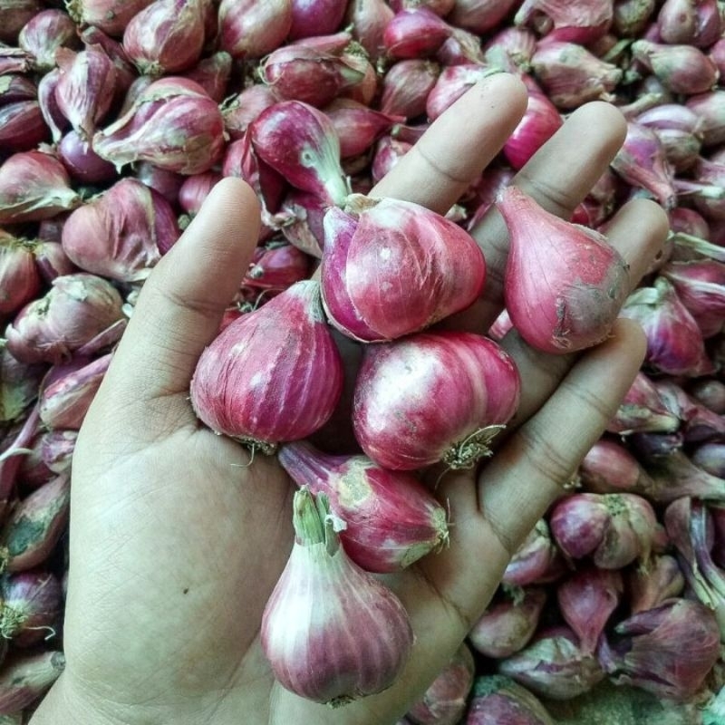 

bawang merah brebes ukuran besar