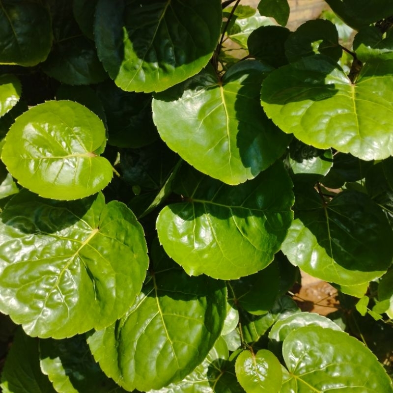 

Daun mangkokan fresh baru petik
