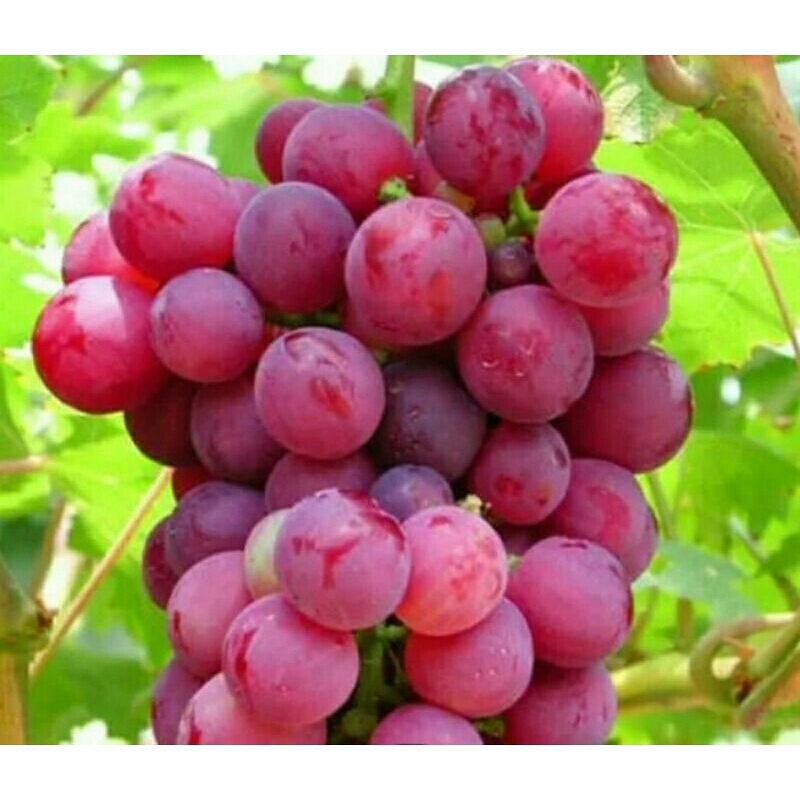 

bibit anggur merah
