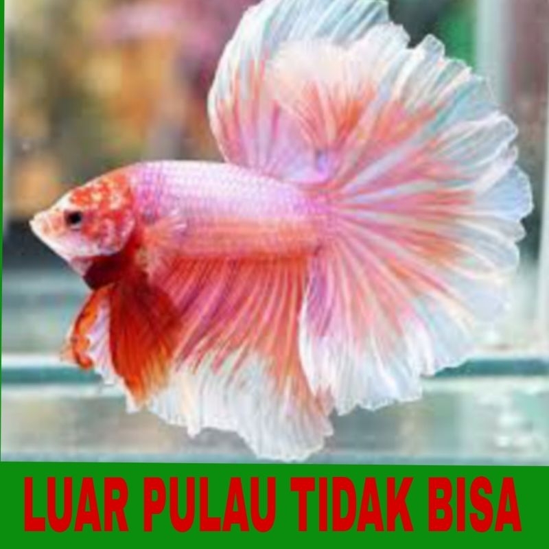 ikan cupang sz L isi 15 bergaransi