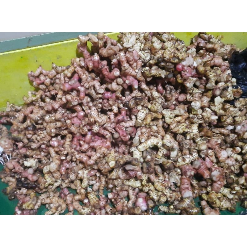 

Lengkuas / Laza dapur Beli 3 kg gratis 1/2 kg