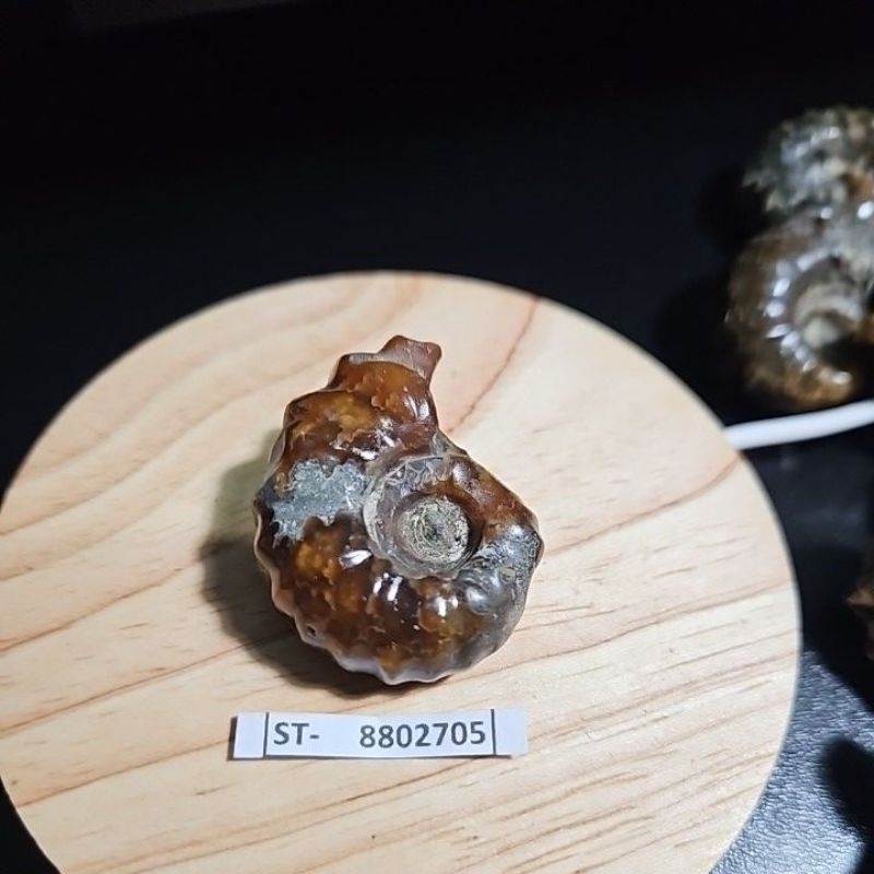 BATU AMMONITE Madagascar Rough HQ BATU asli