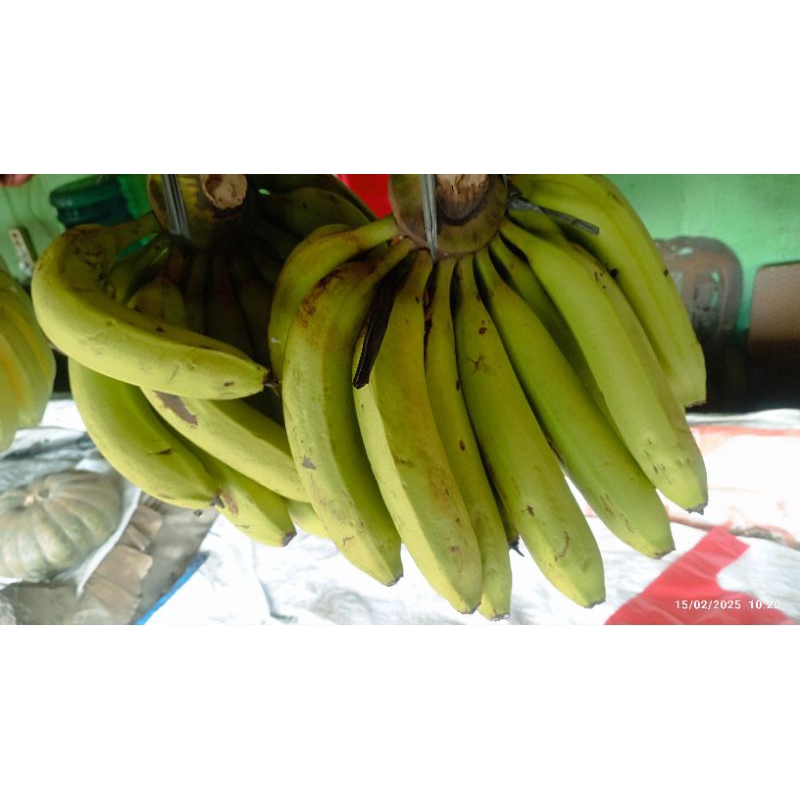 

PISANG ambon lumut