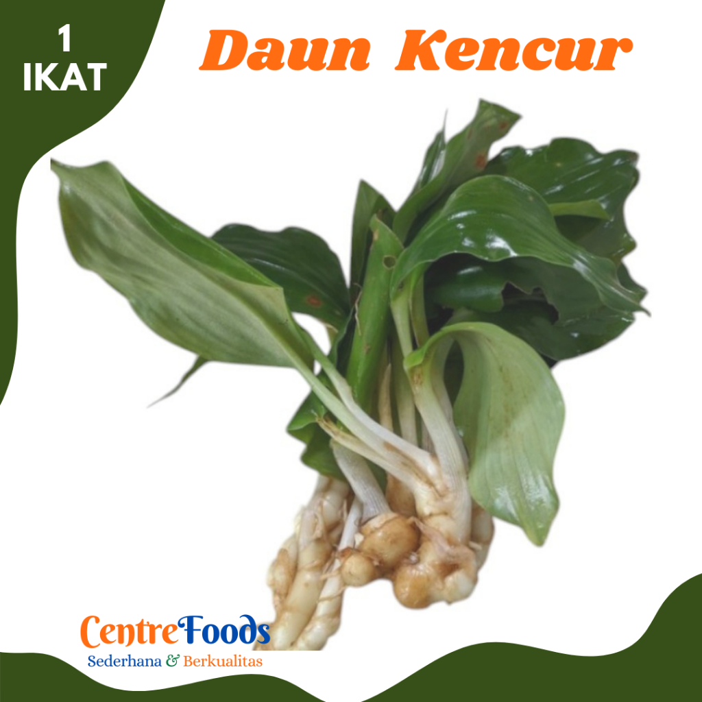 

DAUN Kencur - Daun Cikur Cekur Fresh | 1 Ikat [ Harga Per IKAT ]