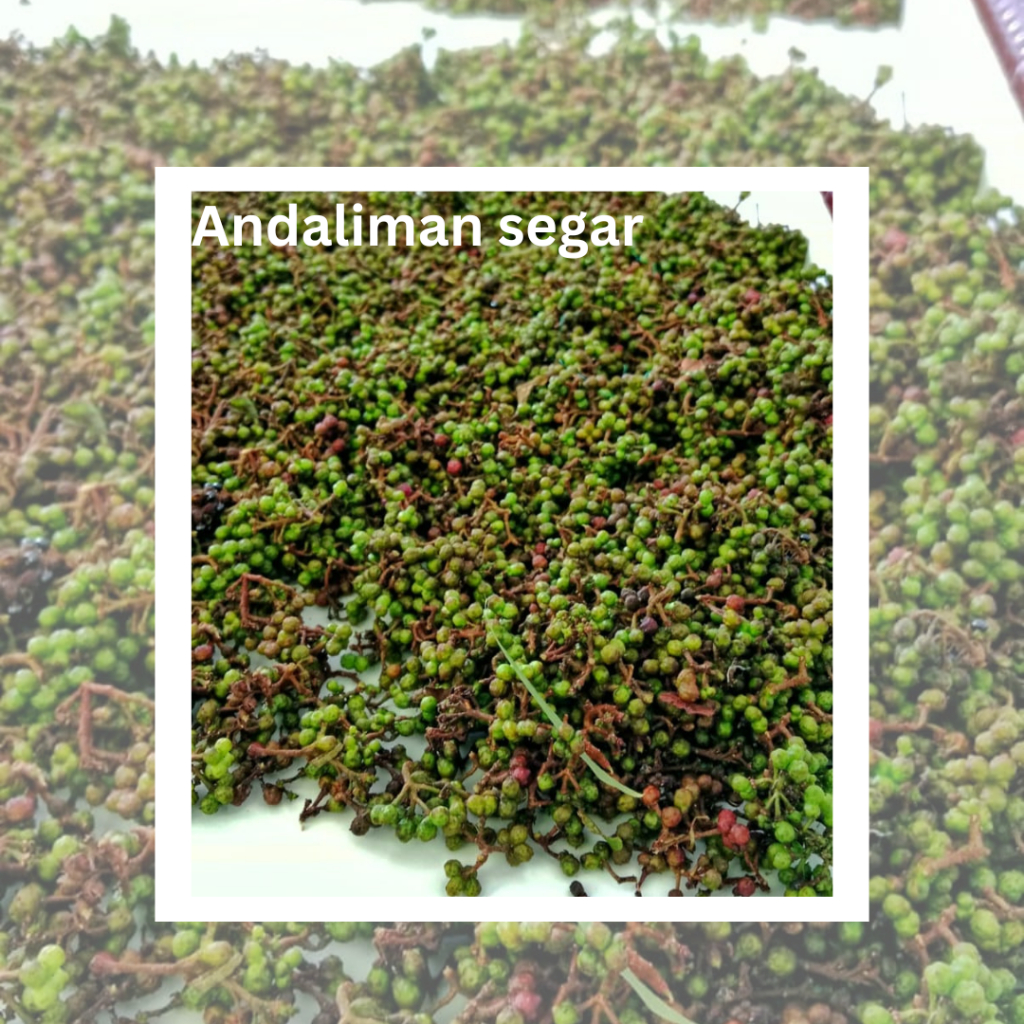 

1 ON (100 GRAM) ANDALIMAN SEGAR, BUMBU/REMPAH/MERICA BATAK, TUBASEGAR BARU PETIK, MERICA KHAS BATAK