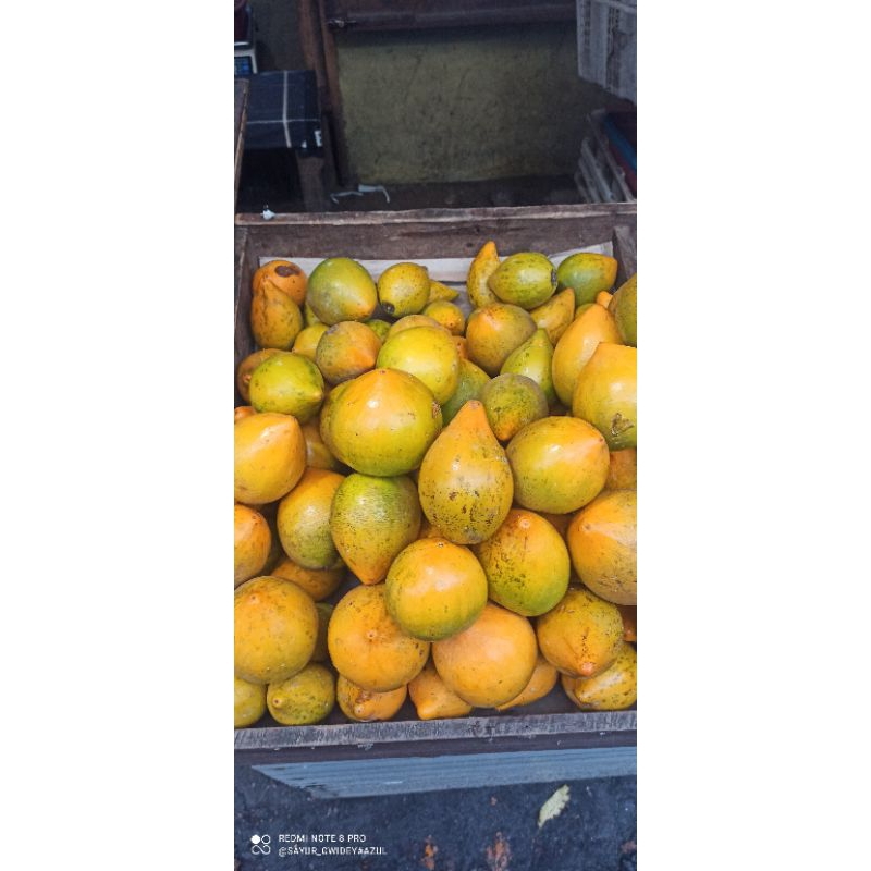 

Buah alkesa sawo Belanda fresh 1 kg
