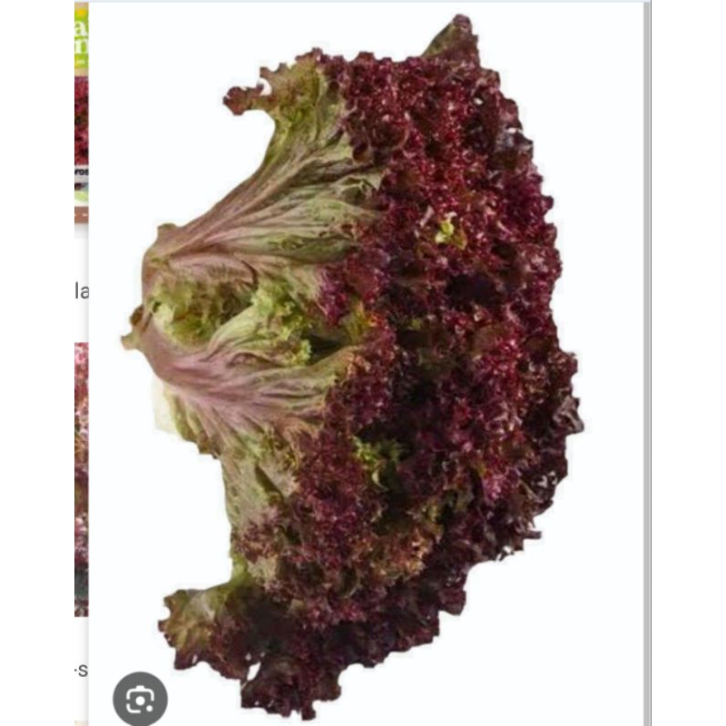 

Sayur Lolorosa Segar ½kg - 500gram / Sayur Selada Keriting Merah ½kg - 500gram