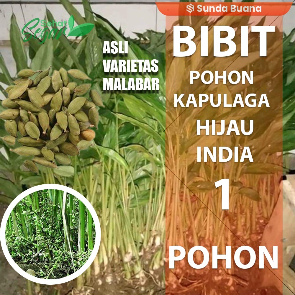 Bibit Kapulaga Hijau India Malabar Kualitas Unggul Per pohon