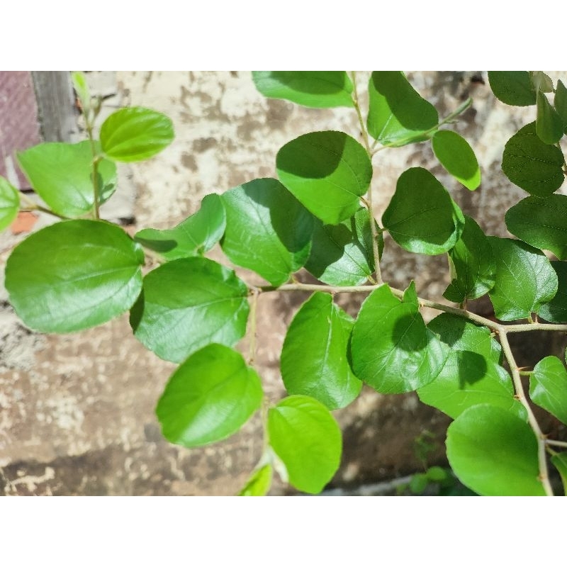 

daun Bidara/Bidara/daunherbal 7 lembar daun bidara