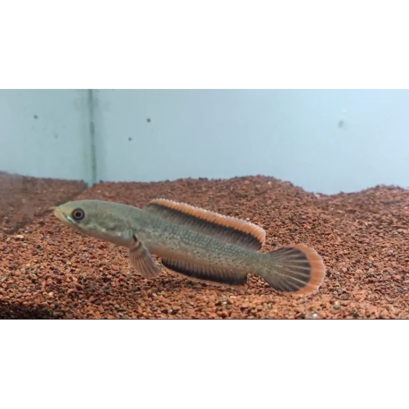 limbata cb 5-6cm rim tebal