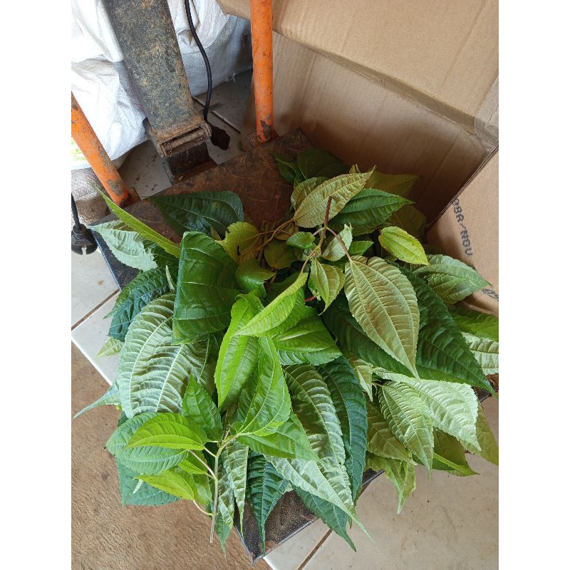 

Daun poh Pohan lalapan/coel daun herbal fresh 250 gram ASP