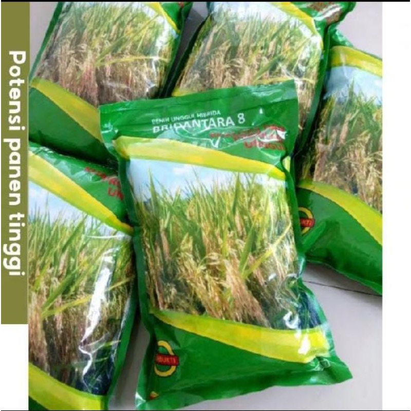 BIBIT/BENIH PADI BRIDANTARA 8 benih hibrida kemasan 1KG.
