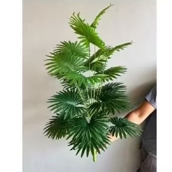 palem kipas jumbo 24 tanpa pot