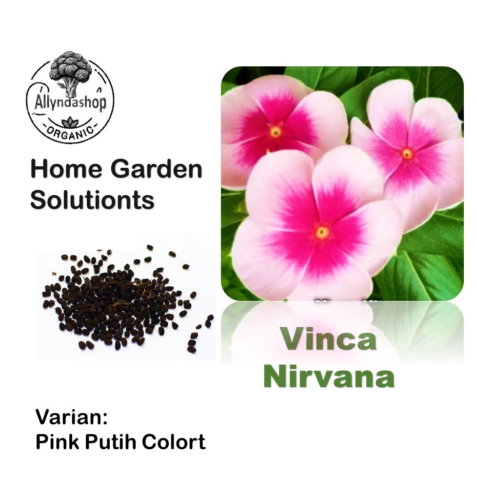5 Biji - Bibit Benih Bunga Tapak Dara | Bunga Vinca Nirvana | Vinca Blue | Vinca Red Choco | Vinca M