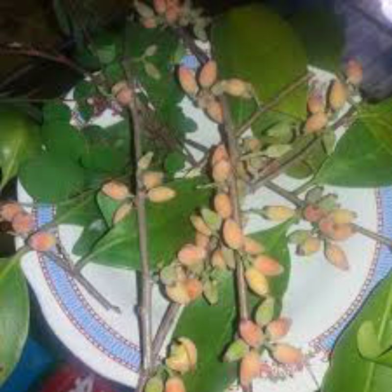 

daun benalu jambu air 500grm