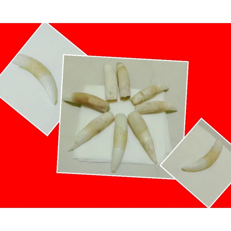 genuine crocodile fangs genuine crocodile fangs ( price of one item / 1 )