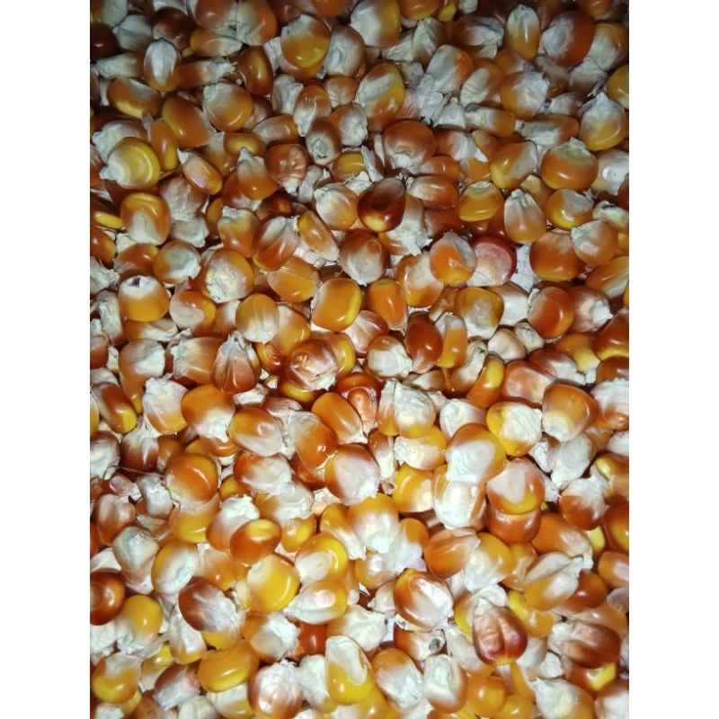 

Benih Biji jagung Kampung Lokal Pilihan 500 g #Benih Berkualitas #Pilihan #Ditanam Berulang Ulang Kali