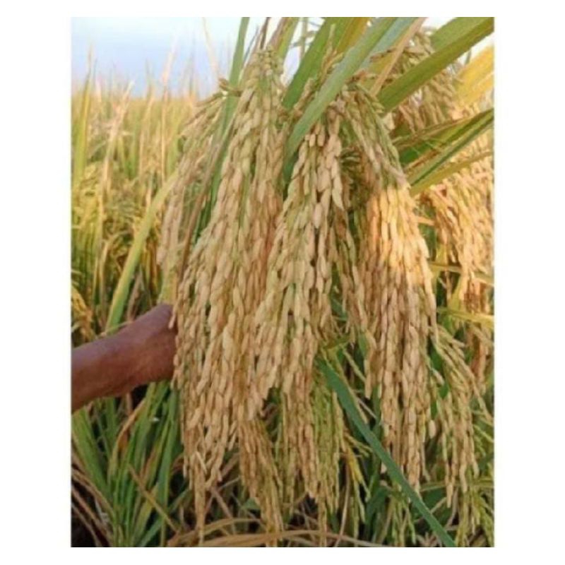 BENIH PADI MAPAN P 05 UNGGUL BERKUALITAS 1kg