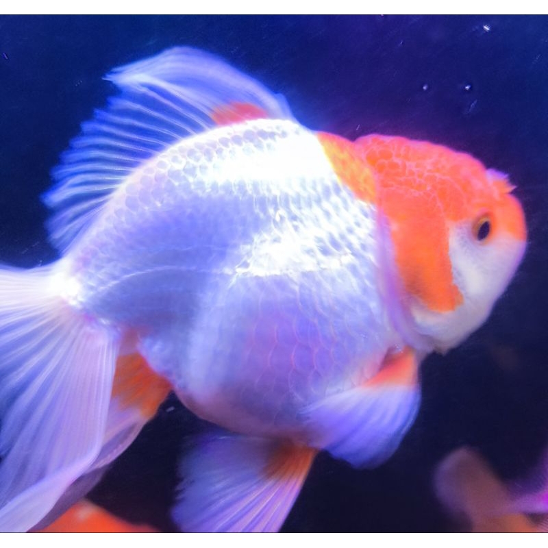 Ikan Koki Oranda Jumbo