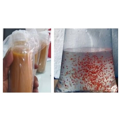 Paket Kultur Kutu air Dapnia Raksasa dan Moina