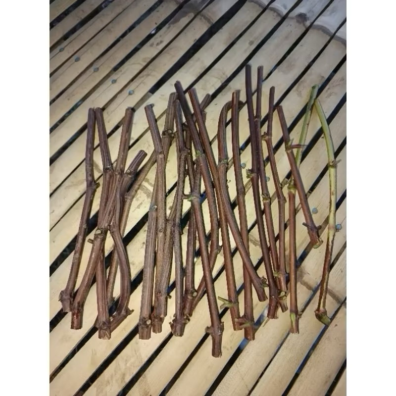 Cutting Rootstock Isabella