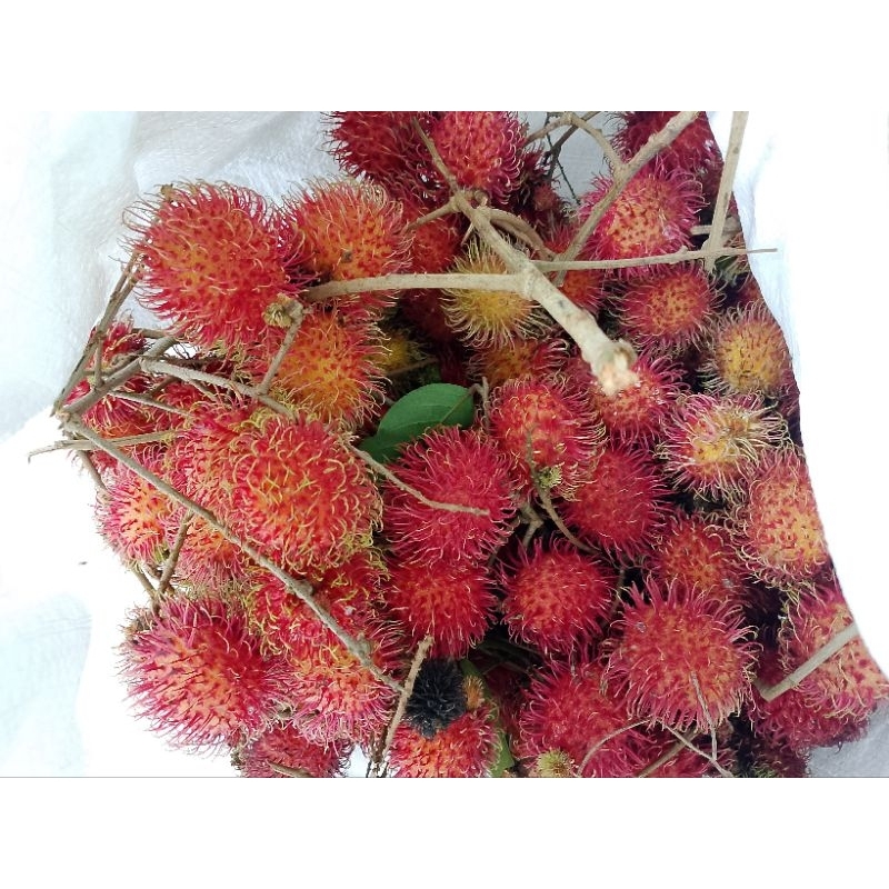 

Buah Rambutan Aceh