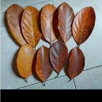 

DAUN NANGKA KERING ALAMI HERBAL BISA JUGA UNTUK KRAJINAN 25LMBR