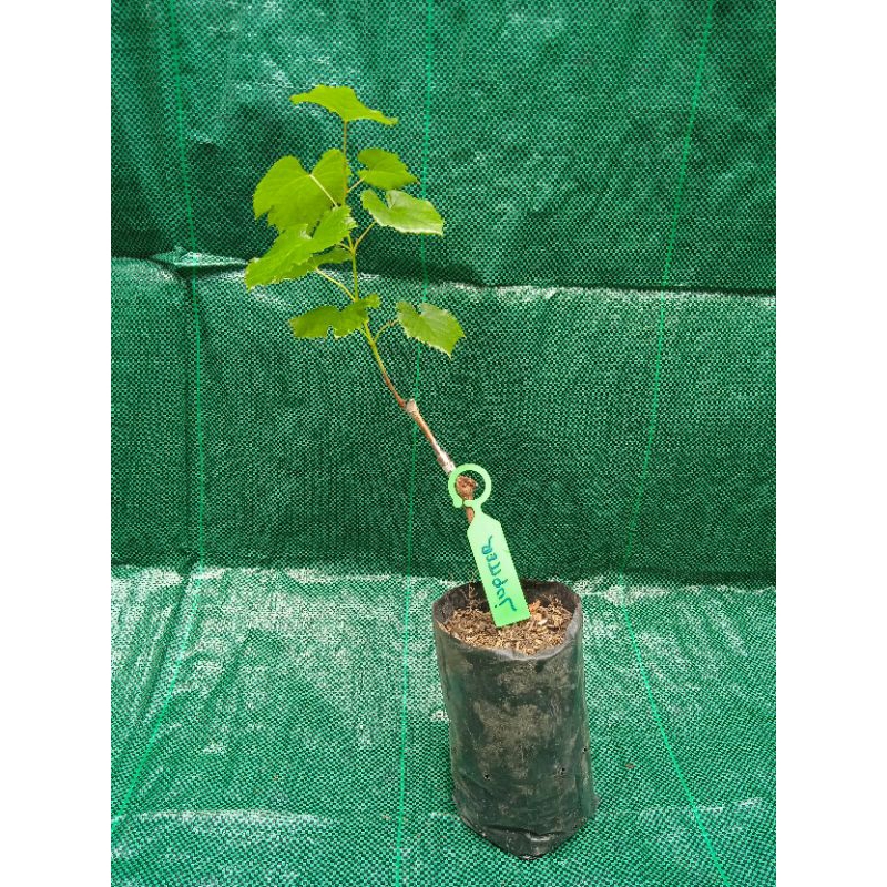 bibit pohon anggur impor varian JUPITER