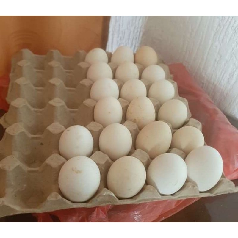 

telur ayam yudistira ory GPS telur fertil untuk di tetaskan