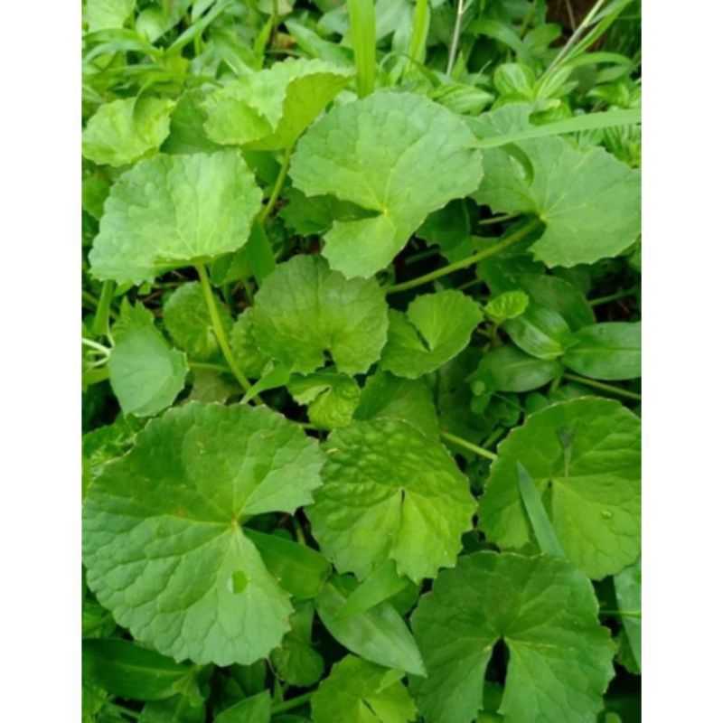 

1kg Pegagan Herbal / antanan / obat herbal alami