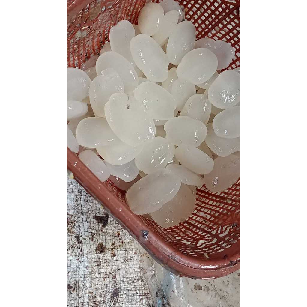 

KOLANG KALING / CANGKALENG 1 KG