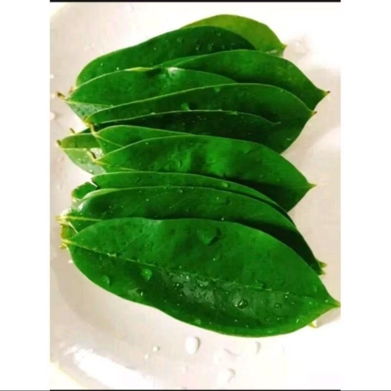 

Daun sirsak segar 50 lembar