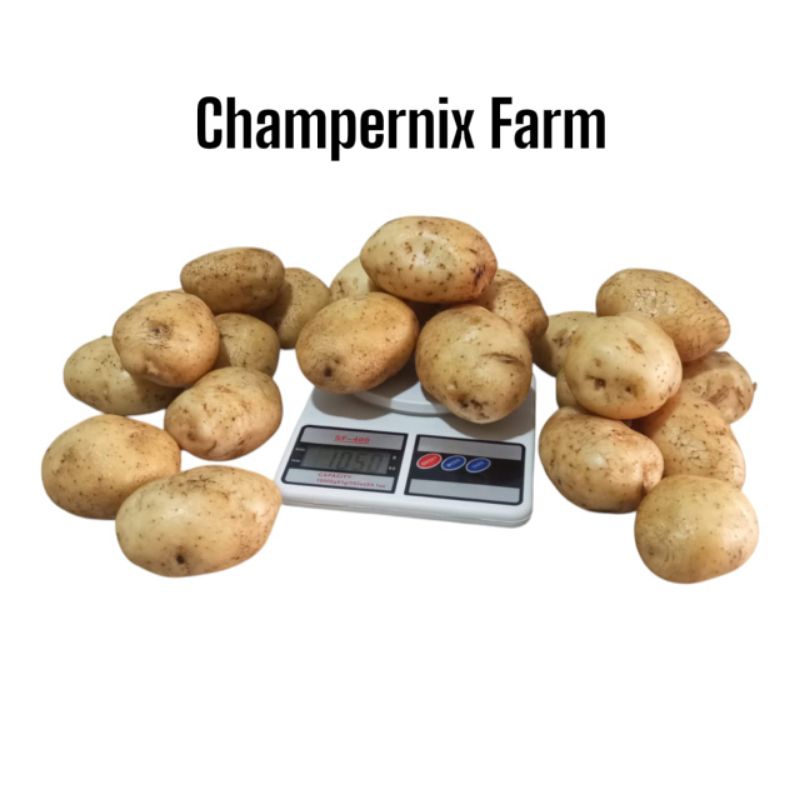 

Kentang besar campur sedang harga promo per kg