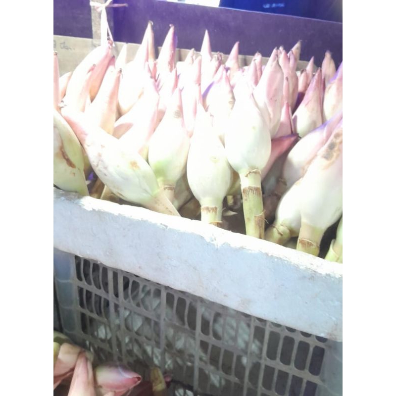 

bunga kecombrang (jombrang)