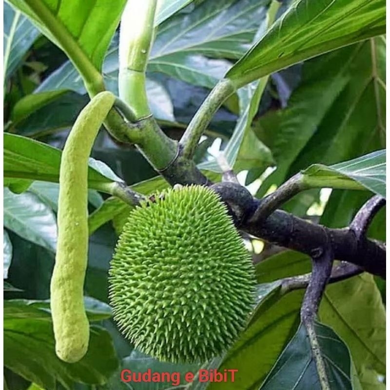 Bibit Kluwih Murah | Tanaman Kluwih