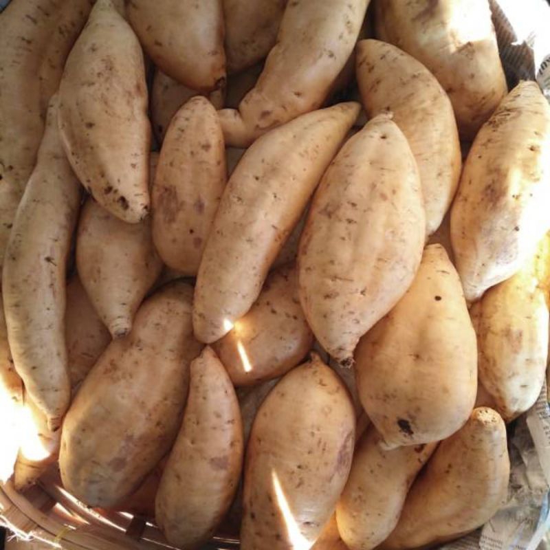 

Telo Ubi madu enak murah 1kg